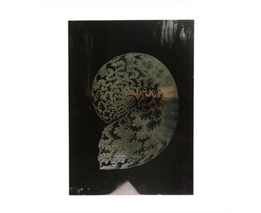 Haeckel Shell - B